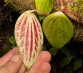 Peperomia peltoidea Peperomia peltoidea (Piperales, Piperaceae) - Bioexploradores