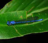 Azulilla de arroyo ecuatorial / Argia medullaris (Odonata, Coenagrionidae) - Bioexploradores