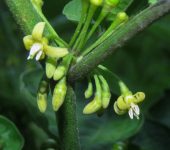 Witheringia solanacea Hierba mora cimarrona / Witheringia solanacea (Solanales, Solanaceae) - Bioexploradores