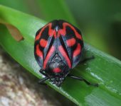 Mahanarva phantastica (Hemiptera, Cercopidae) - Bioexploradores