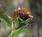 Guzmania triangularis (Poales, Bromeliaceae) - Bioexploradores