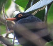 Mirla serrana / Glossy-black Thrush / Turdus serranus (Passeriformes, Turdidae) - Bioexploradores