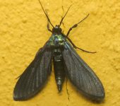 Desmia filicornis (Lepidoptera, Crambidae) - Bioexploradores