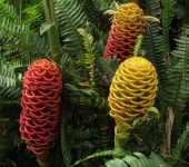 Maracas de Malasia / Zingiber spectabile (Zingiberales, Zingiberaceae) - Bioexploradores