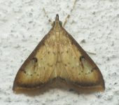 Triuncidia eupalusalis (Lepidoptera, Crambidae) - Bioexploradores