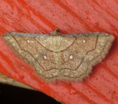 Cyclophora coecaria (Lepidoptera, Geometridae) - Bioexploradores