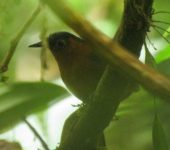 Cyphorhinus thoracicus Cucarachero flautista / Chestnut-breasted Wren / Cyphorhinus thoracicus (Passeriformes, Troglodytidae) - Bioexploradores