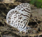 Leptotes cassius Mariposa blanquiazul / Yuyera / Leptotes cassius (Lepidoptera, Lycaenidae) - Bioexploradores