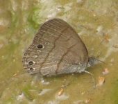 Hermeuptychia hermes Mariposa sátira de Hermes / Hermeuptychia hermes (Lepidoptera, Nymphalidae) - Bioexploradores