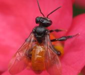 Abeja culo de vaca / Trigona fulviventris (Hymenoptera, Apidae) - Bioexploradores