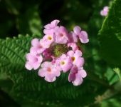 Cariaquito / Venturosa / Lantana trifolia (Lamiales, Verbenaceae) - Bioexploradores