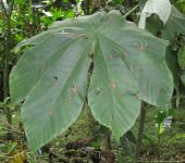 Yarumo / Cecropia peltata (Rosales, Urticaceae) - Bioexploradores