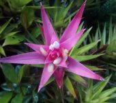 Guzmania kraenzliniana (Poales, Bromeliaceae) - Bioexploradores
