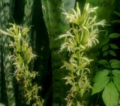 Lengua de suegra / Espada africana / Sansevieria trifasciata (Asparagales, Asparagaceae) - Bioexploradores