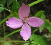 Nazarenillo / No me toques / Arthrostemma ciliatum (Myrtales, Melastomataceae) - Bioexploradores