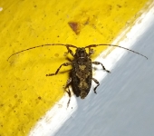 Nealcidion lineatum (Coleoptera, Cerambycidae) - Bioexploradores