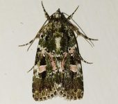Elaphria rubripicta (Lepidoptera, Noctuidae) - Bioexploradores