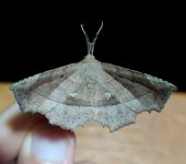 Syllectra congemmalis (Lepidoptera, Erebidae) - Bioexploradores
