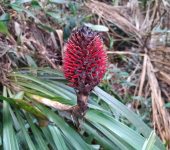 Pitcairnia guzmanioides (Poales, Bromeliaceae) - Bioexploradores