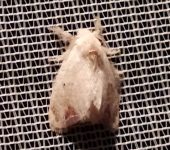 Nesara apicalis (Lepidoptera, Lasiocampidae) - Bioexploradores