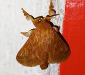 Perola laopepe (Lepidoptera, Limacodidae) - Bioexploradores