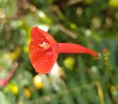 Ipomoea hederifolia Frijolillo / Trompillo, Batatilla roja / Ipomoea hederifolia (Solanales, Convolvulaceae) - Bioexploradores