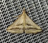 Charmodia vectis (Lepidoptera, Erebidae) - Bioexploradores