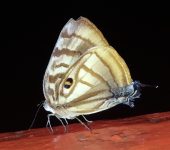 Rekoa meton Mariposa sedosa ojos de tigre / Rekoa meton (Lepidoptera, Lycaenidae) - Bioexploradores