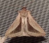 Mocis dyndima (Lepidoptera, Erebidae) - Bioexploradores