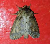 Disphragis tharis (Lepidoptera, Notodontidae) - Bioexploradores