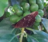 Pseudomaniola phaselis Pseudomaniola phaselis (Lepidoptera, Nymphalidae) - Bioexploradores