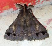 Strathocles parvipulla (Lepidoptera, Erebidae) - Bioexploradores