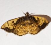 Pantographa acoetesalis (Lepidoptera, Crambidae) - Bioexploradores