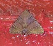 Eulepidotis addens (Lepidoptera, Erebidae) - Bioexploradores