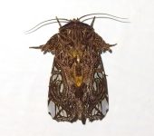 Argyrosticta scione (Lepidoptera, Noctuidae) - Bioexploradores