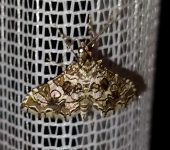 Sisyracera inabsconsalis (Lepidoptera, Crambidae) - Bioexploradores