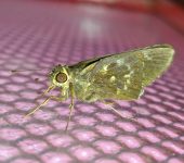 Naevolus orius Naevolus orius (Lepidoptera, Hesperiidae) - Bioexploradores