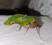 Pycnopalpa bicordata Esperanza / Pycnopalpa bicordata (Orthoptera, Tettigoniidae) - Bioexploradores