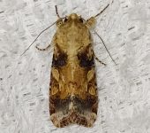 Gusano cogollero del maíz / Spodoptera frugiperda (Lepidoptera, Noctuidae) - Bioexploradores
