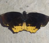 Achlyodes busirus Saltarina alas de hoz gigante / Giant Sicklewing / Achlyodes busirus (Lepidoptera, Hesperiidae) - Bioexploradores