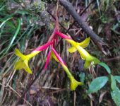 Guzmania oligantha (Poales, Bromeliaceae) - Bioexploradores
