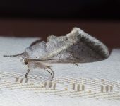 Hemiceras sabis (Lepidoptera, Notodontidae) - Bioexploradores