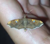 Coenostolopsis apicalis (Lepidoptera, Crambidae) - Bioexploradores