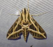 Polilla esfinge de las lianas / Eumorpha vitis (Lepidoptera, Sphingidae) - Bioexploradores