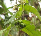 Solanum schlechtendalianum Hierba del perro / Solanum schlechtendalianum (Solanales, Solanaceae) - Bioexploradores