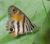Inbio hilara Mariposa sátira leonada / Inbio hilara (Lepidoptera, Nymphalidae) - Bioexploradores
