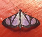 Glyphodes extorris (Lepidoptera, Crambidae) - Bioexploradores