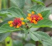 Cinco negritos / Lantana camara (Lamiales, Verbenaceae) - Bioexploradores