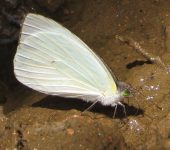 Leptophobia aripa Mariposa blanca de la col / Mountain White / Leptophobia aripa (Lepidoptera, Pieridae) - Bioexploradores