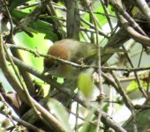 Pachysylvia semibrunnea Verderón castaño / Rufous-naped Greenlet / Pachysylvia semibrunnea (Passeriformes, Vireonidae) - Bioexploradores